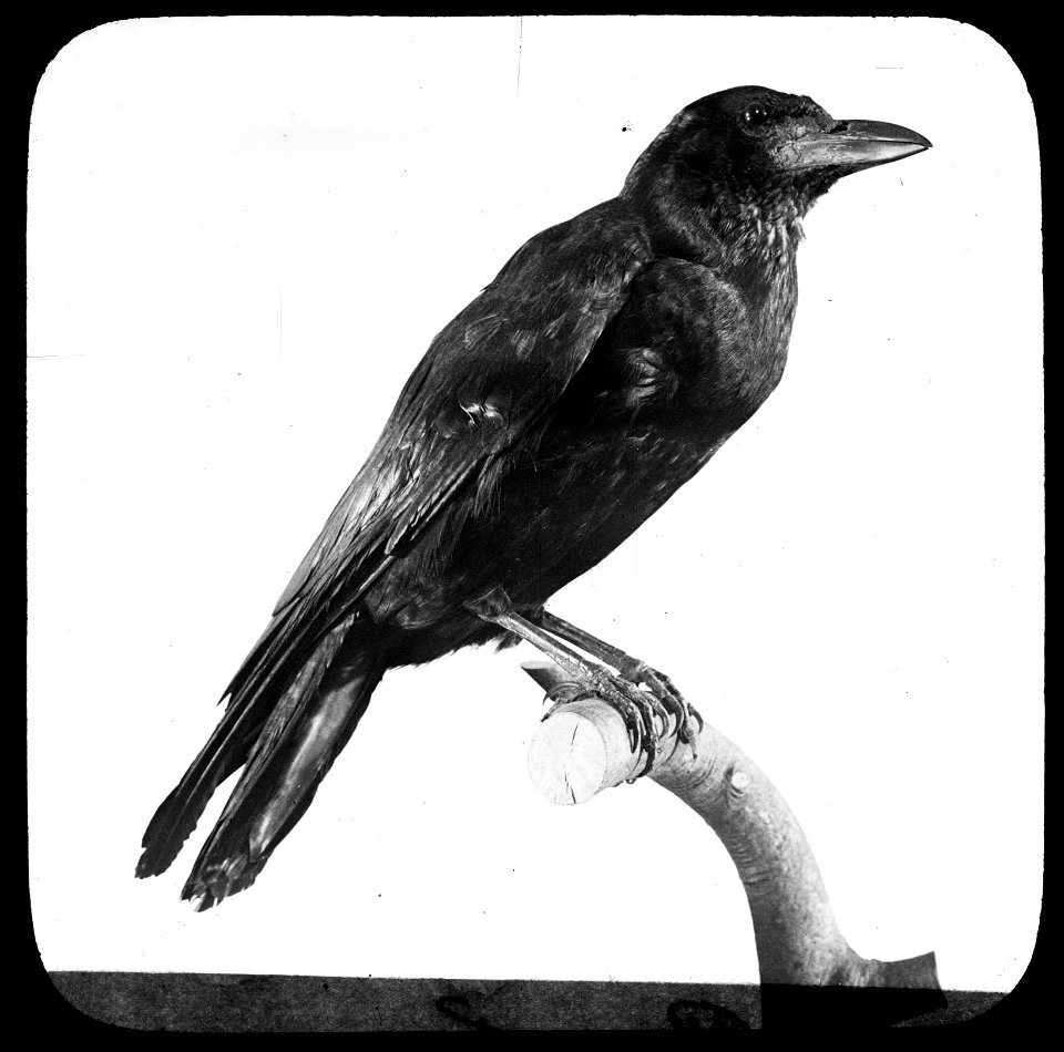 Vogels , roek, Bestanddeelnr 193-0898