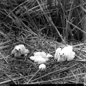 Vogels , bruine kuikendief, Bestanddeelnr 193-0880