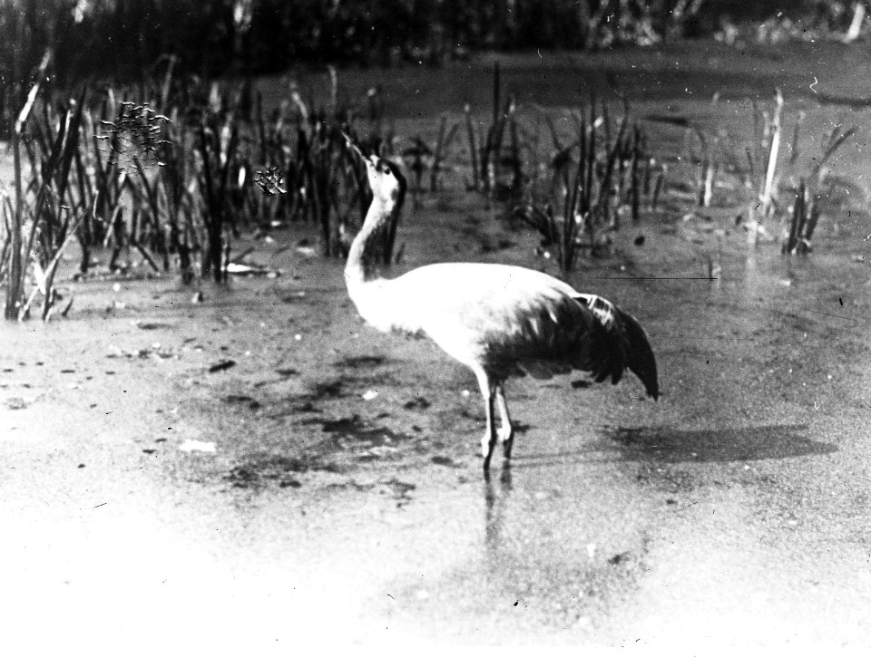 Vogels , kraanvogel, Bestanddeelnr 193-0951