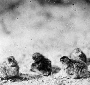 Vogels , korhoen, Bestanddeelnr 193-0944