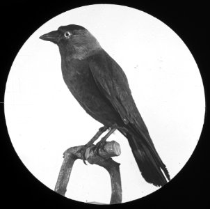 Vogels , kauw, Bestanddeelnr 193-0900