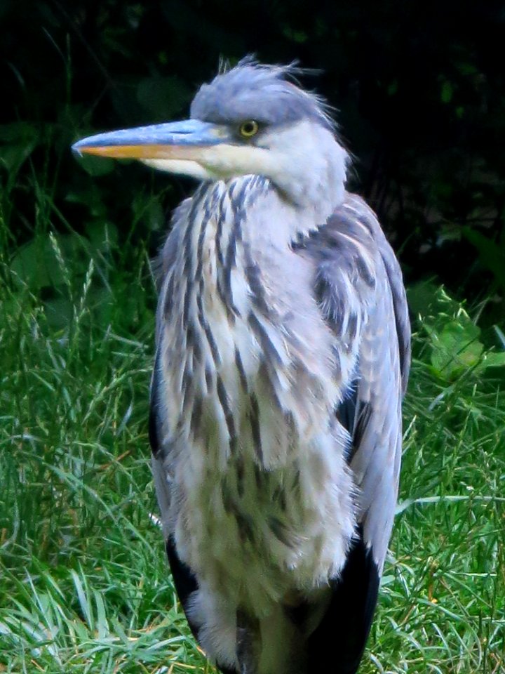 Vogelpark Olching 6