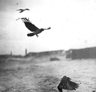 Vogels , bonte kraai, Bestanddeelnr 193-0897