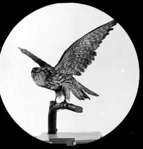 Vogels , smelleken, Bestanddeelnr 193-0871