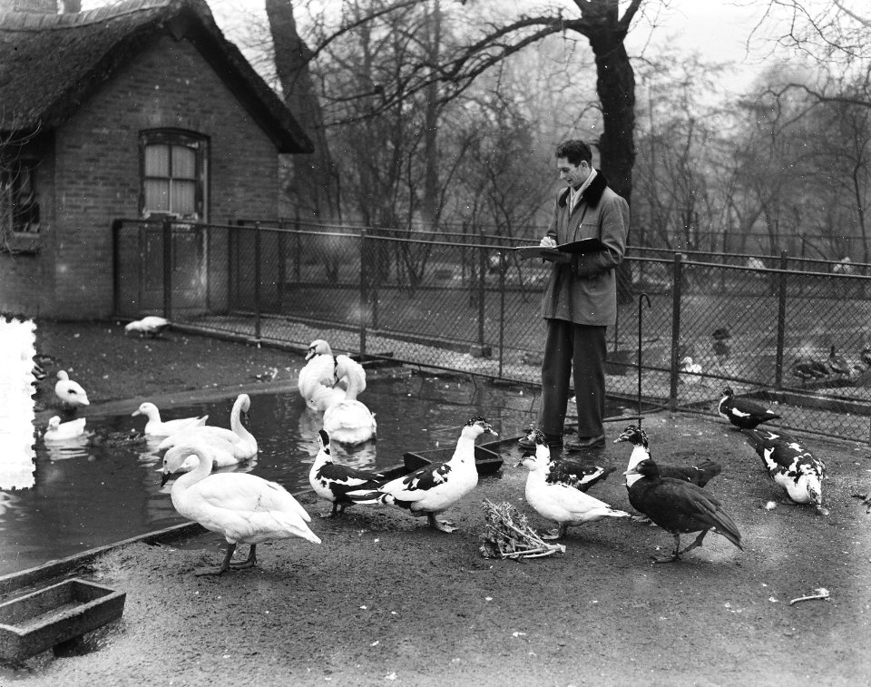 Vogelsinventarisatie Artis, Bestanddeelnr 906-2202