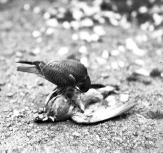 Vogels , boomvalk, duif, Bestanddeelnr 193-0866