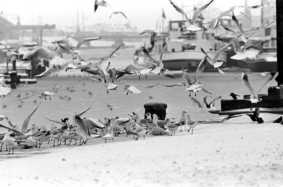 Vogels in nood door vele sneeuw, Bestanddeelnr 918-7758