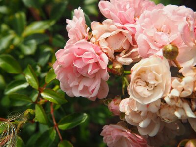 Greeting card garden pink rose