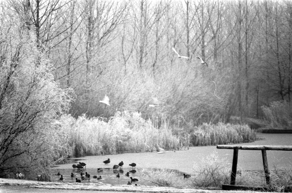Vogels op het ijs, Bestanddeelnr 926-9104