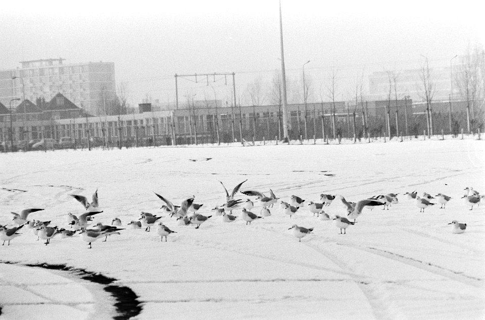 Vogels in water tussen ijs en op het ijs, Bestanddeelnr 924-1525