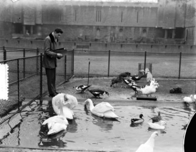 Vogelsinventarisatie Artis, Bestanddeelnr 906-2201