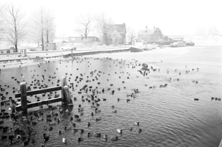Vogels in water sluis, Monnickendam, Bestanddeelnr 924-1478