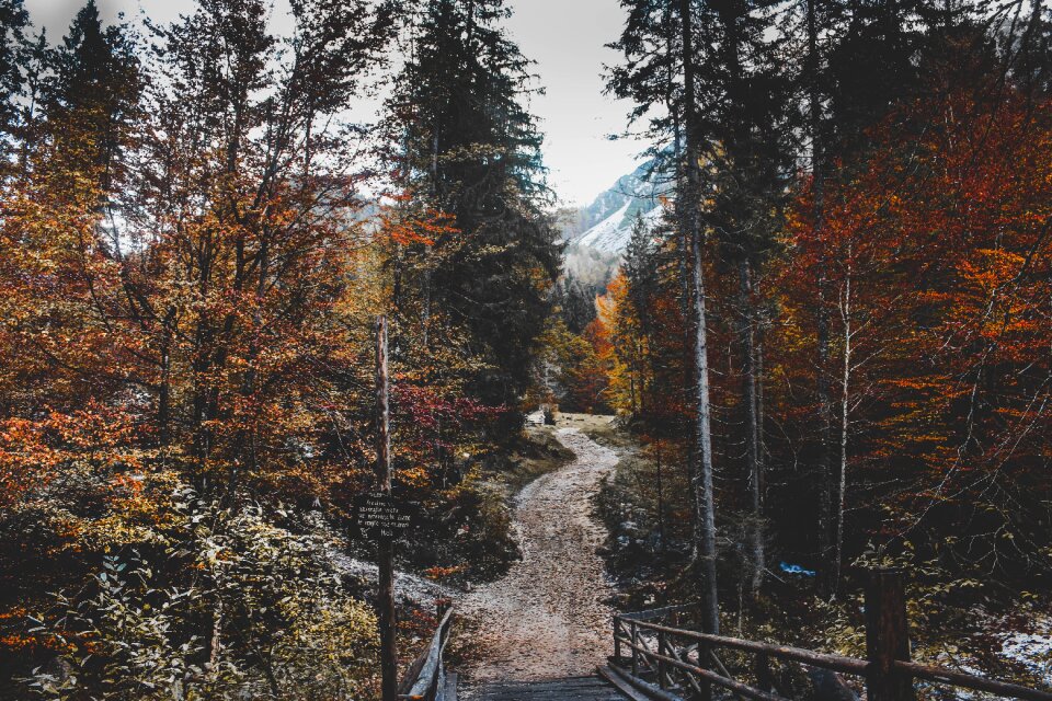 Nature road path