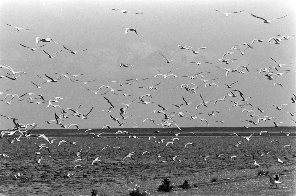 Vogels boven het Markermeer, Bestanddeelnr 928-0714