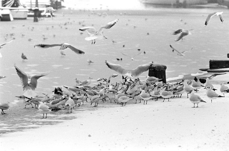 Vogels in nood door vele sneeuw, Bestanddeelnr 918-7759