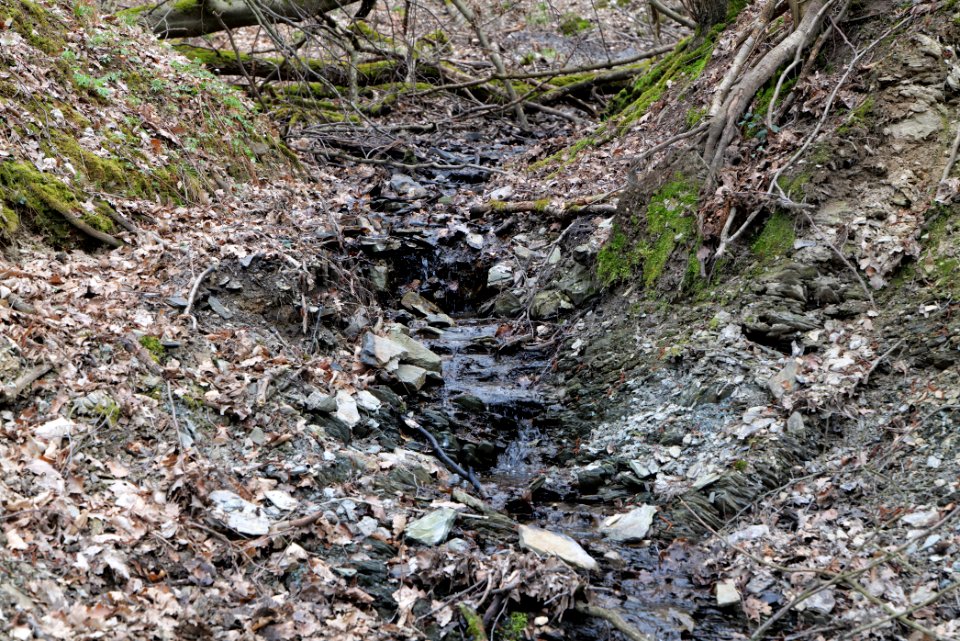 Vogeltal-Bach Taunus 2021-04-02 02