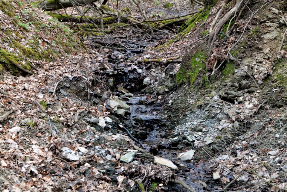 Vogeltal-Bach Taunus 2021-04-02 01