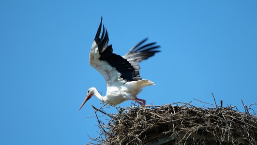 Bird animal white stork photo