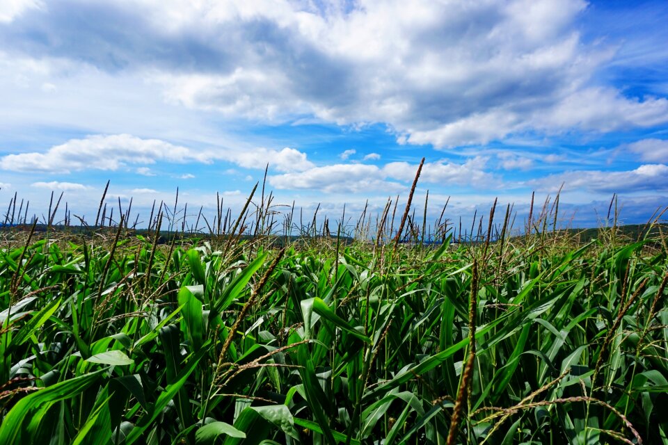 Field summer sky landscape