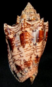 Voluta ebraea1 - BioLib