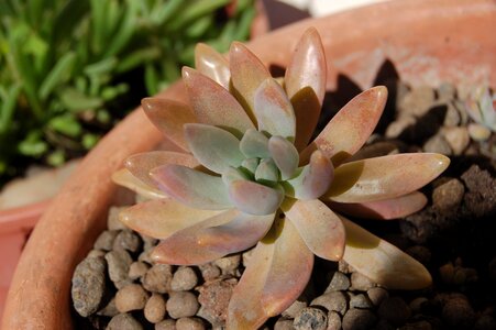 Crassulacea succulentes fat plants