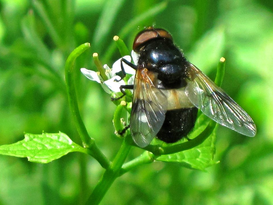 Volucella pellucens (hoverfly sp.), Arnhem, the Netherlands