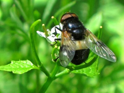 Volucella pellucens (hoverfly sp.), Arnhem, the Netherlands photo