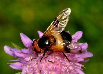 Volucella-pellucens-03-fws