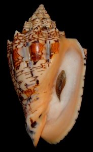 Voluta ebraea2 - BioLib