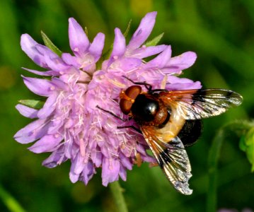 Volucella-pellucens-02-fws