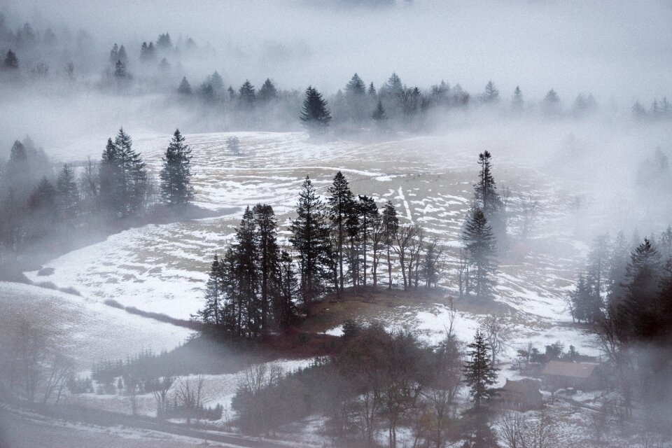 Grass trees fog