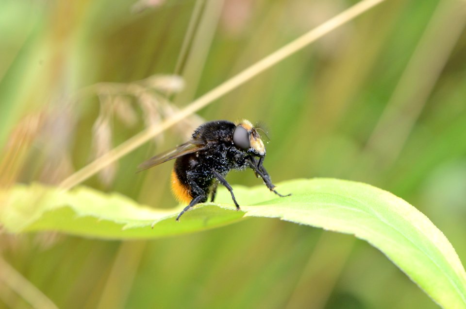 Volucella bombylans 1