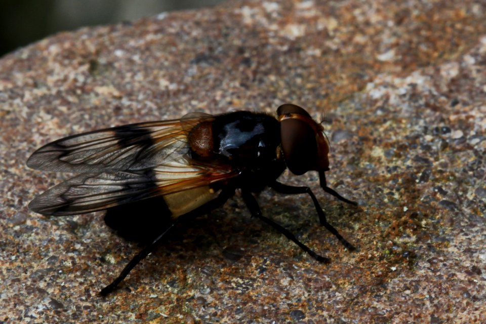 Volucella pellucens -Waldschwebfliege