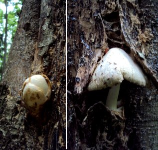 Volvariella bombycina Podkomorské lesy