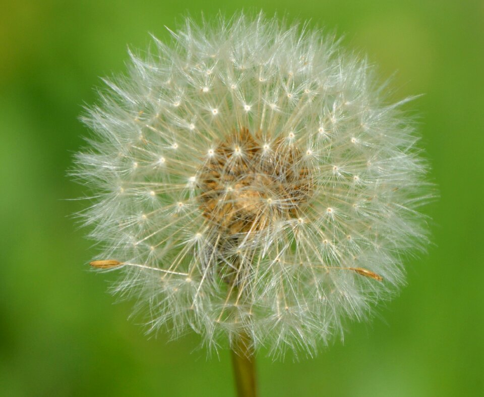 Dandelion fruit egret nature