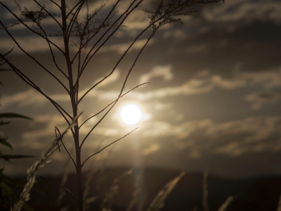 Black nature photo peaceful