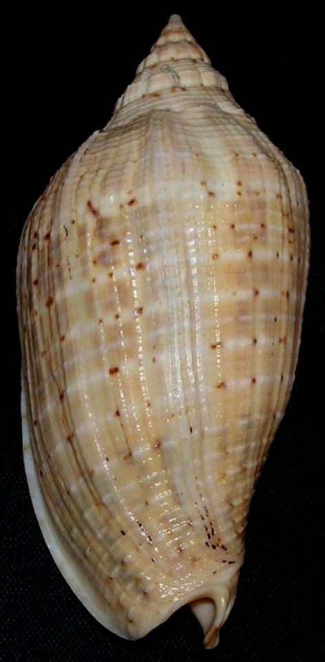 Voluta virescens - BioLib