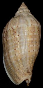 Voluta virescens - BioLib