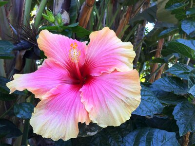 Tropical exotic pink photo