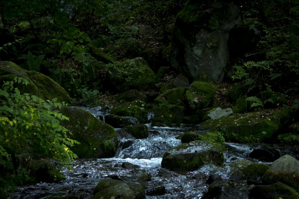 Moss japan wood