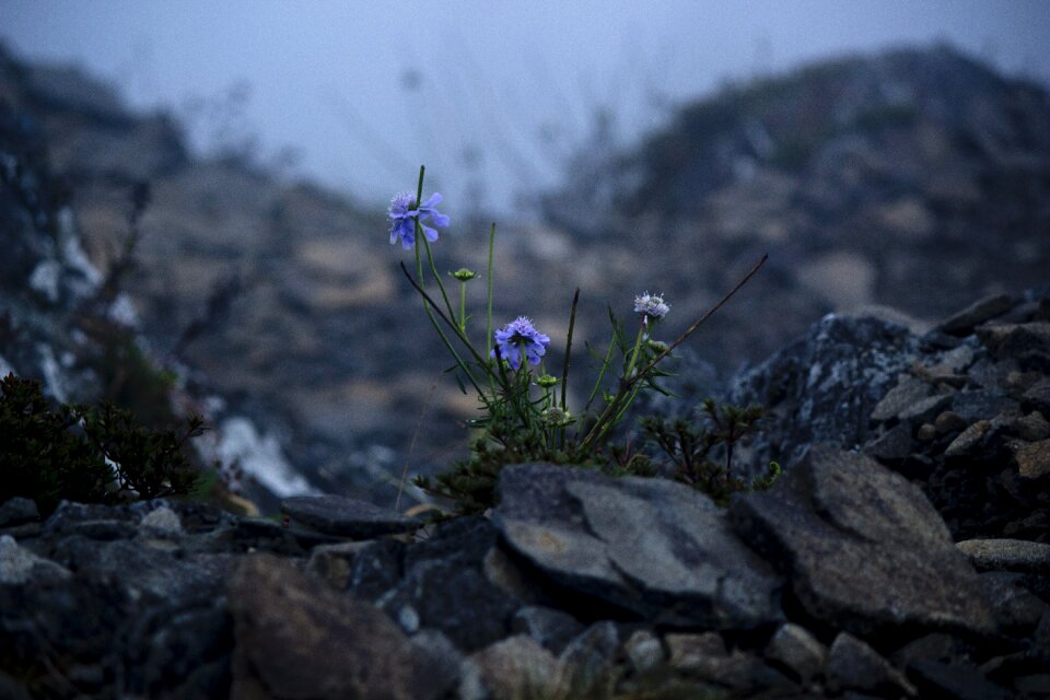 Mountain top flowers