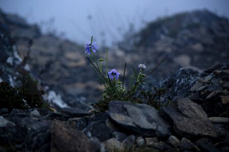 Mountain top flowers photo