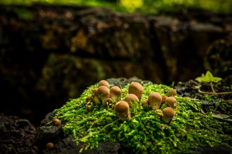 Forest seasons mushroom picking photo