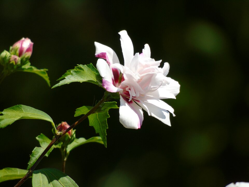 White flower beautiful nature photo