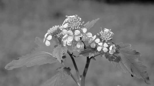 Happiness tenderness plant