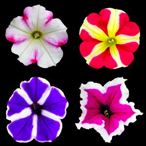 Bloom petunia color