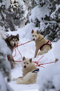 Winter snow husky tour