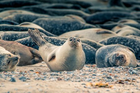 Ocean sea nature photo