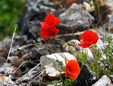 Rock rockery nature