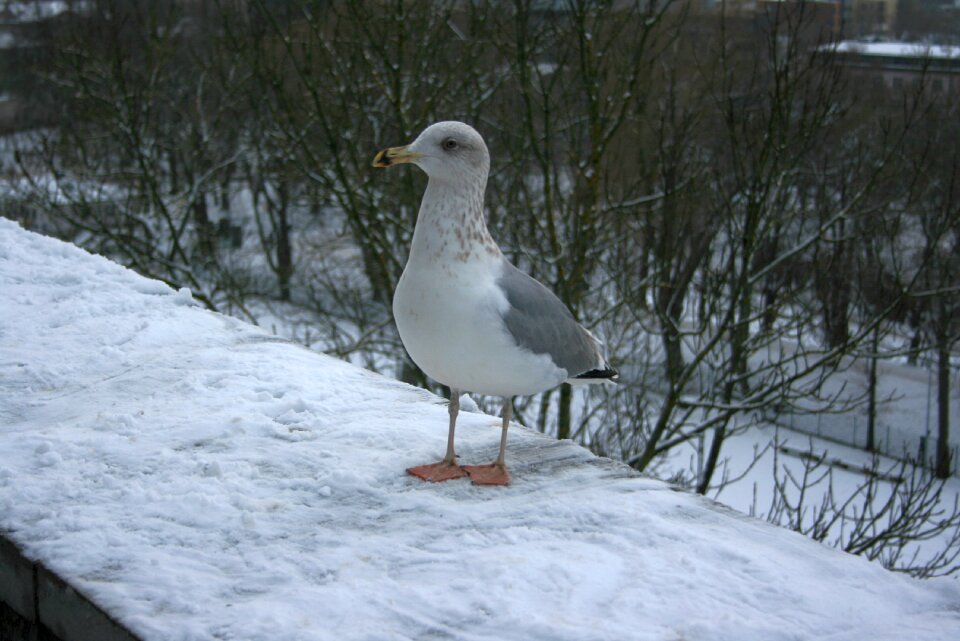 Bird outdoors nature